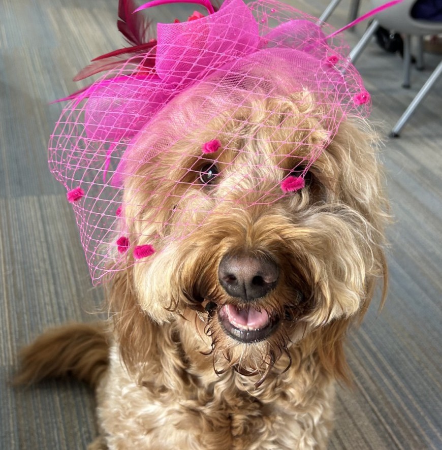Maverick the Therapy Dog